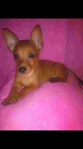 Earn points & unlock badgeslearning, sharing & helping adopt. Dachshund Puppies For Sale Whittier Ca 287733