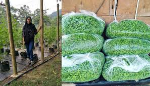 Tanah yang terlalu lembap boleh mengundang penyakit dan menyebabkan akar cili mereput lalu pokok mati. Usaha Penyanyi Ini Harus Dijadikan Contoh Siapa Sangka Ayu Damit Kini Saudagar Cili Figura Mstar
