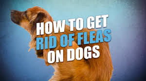 How To Get Rid Of Fleas On Dogs Cheap And Natural Way Youtube