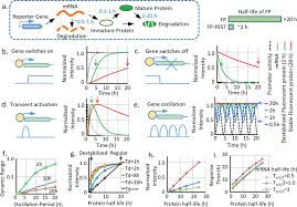 This distortion arises because of large dynamic range of the input signal. In Vivo Study Of Gene Expression With An Enhanced Dual Color Fluorescent Transcriptional Timer Elife