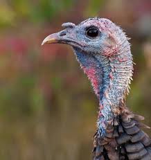 The female turkey is called a hen, a male turkey is called a tom or gobbler. Wild Turkey Meleagris Gallopavo Natureworks