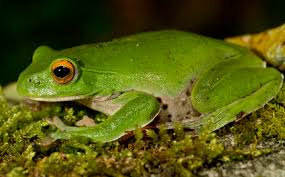 Image result for Hippocratea ritschardii