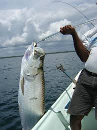 The Best Fishing Charters In Clearwater Fl New Hotel Collection Harbourside Resort
