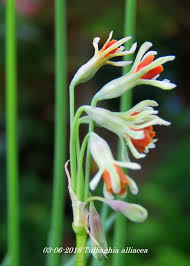 Image result for Tulbaghia alliacea