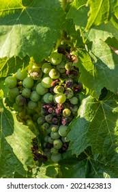 Image result for peronospora grapevine