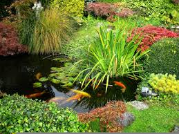 Japanese gardens emphasize tranquility and balance. Do You Dream Of Having Your Own Koi Garden Pond A Few Facts