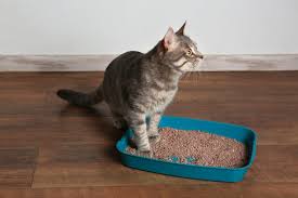 Verstopfung Bei Katzen Erkennen Losen Zooplus