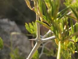 Image result for Asparagus krebsianus