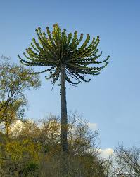 Image result for Euphorbia cooperi