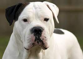 American bulldogs are healthy dogs and will do very well with a variety of quality dog foods. American Bulldog