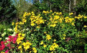 'herbstsonne' _ 'herbstsonne' is a vigorous, upright, deciduous perennial with pinnate leaves divided into three to. Rudbeckia Laciniata Herbstsonne Garden Fundamentals