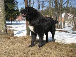 Chiar dacă de ani buni rasele româneşti de câini sunt prezente în competiţiile din întreaga lume, tocmai din acest an două dintre rasele autohtone au fost omologate oficial de asociaţia chinologică internaţională. Cele Mai Frumoase Rase De Caini RomaneÈti Recunoscute In Lumea IntreagÄ Foto Antena 1