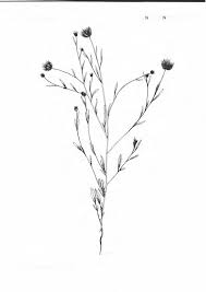 Image result for Zygophyllum leucocladum