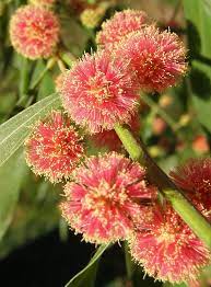 Pin On Native Flora