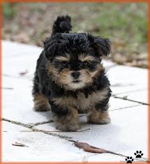Our yorkie poo puppies for sale in north carolina are bred for temperament. Yorkie Poo For Sale Michigan Pets Lovers