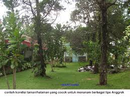 Jenis tanaman hias adalah tanaman yang sengaja di tanam dan memiliki daya tarik tersendiri bagi pemiliknya. Kenali Tipe Anggrek Lalu Tanam Dengan Hati