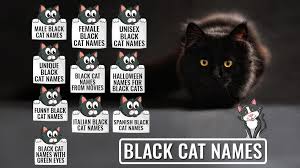 Get information on cats including cat grooming, training, feeding, health problems and more! Black Cat Names 225 Unique And Cool Names Petmoo