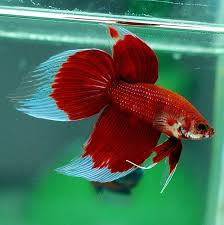 Pin On Fish