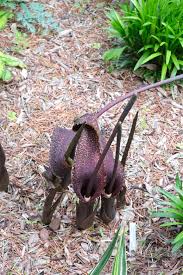 Image result for Sauromatum venosum