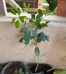 Image result for Tabebuia heterophylla