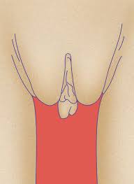 Training anatomy model for students studying medicine. 9 Vagina Types Why There S No Such Thing As Normal Labia