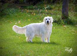 Golden retriever 101 owner's guide is the ultimate solution White Golden Retriever Puppies Ct Connecticut Akc Certified Ma Nj Ny Pa De Md Ri Ca Az Tx