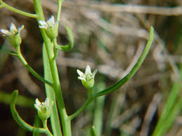 Image result for Thesium megalocarpum