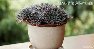 How to propagate zebra cactus. Haworthia Attenuata Care Tips Growing The Zebra Cactus