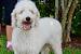 Bichon Frise White Curly Haired Dog