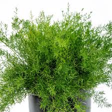 Image result for Asparagus rogersii