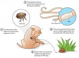 Colored aggressive worms are grinning mouths and crawling colored aggressive and angry worms are baring teeth and crawling. Tapeworm Infection In Dogs Vca Animal Hospital