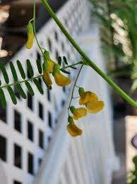 Image result for Sesbania quadrata