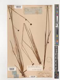 Image result for Xyris capensis