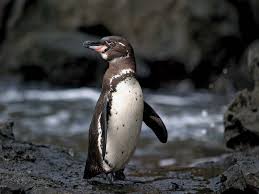 Galapagos penguins are the rarest and most endangered penguin species in the world, and their population has declined drastically during several el niño events. Galapagos Penguin Bird Britannica