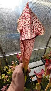 Image result for Siphonochilus brachystemon