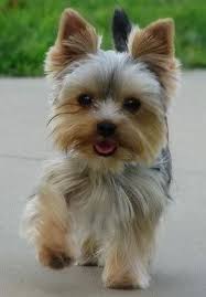 Pin On Dogs Lover