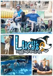 Maybe you would like to learn more about one of these? As Templeton Tells It Lucy S Doggy Daycare San Antonio Things To Do