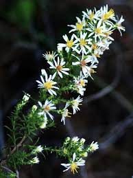 Symphyotrichum Ericoides Var Ericoides White Heath Aster September Flowers Prairie Planting Plants