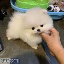 Pomeranian in dogs & puppies for sale. Extreme Teddybear Teacup Pomeranian Puppies Dubai Free Classifieds