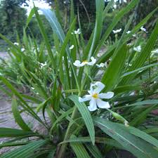 Image result for Eleutherine bulbosa