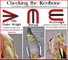 Examine The Keelbone