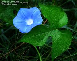 Image result for Ipomoea ephemera