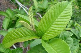 Image result for Psidium guajava