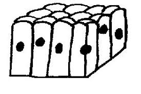 • the new length however, retains its original _ seconds or minutes after it has been. Tissues Worksheet Wikieducator