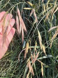 Image result for Bromus leptoclados