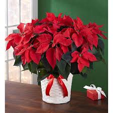 Poinsettia Plant Pot To Decorate Your Home On This Christmas Homedelivery Specialdiscount Special Poinsettia Plant Poinsettia Centerpiece Christmas Plants