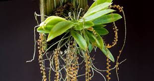 Image result for Rhipidoglossum ovale