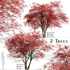 Luxury japanese fruticosa tree, handmade artificial plant, replica japanese tree made with real bark and synthetic leaves in a brown plastic pot, 165 centimetres tall 4.7 out of 5 stars 299 $139.00 $ 139. Set Of Japanese Maple Trees Acer Palmatum 2 Trees 117997 3d Model Download 3d Model Set Of Japanese Maple Trees Acer Palmatum 2 Trees 117997 117997 3dbaza Com