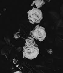 750x1334 Abstract Black Rose Flowers Iphone 5s Hd Wallpaper Download 1280x1024 Black Rose Wallpaper Download Black And White Roses Rose Wallpaper Iphone Black