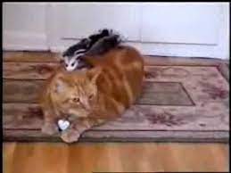Cat And Possums Baby Possum Cats Orange Cat
